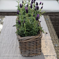 Rectangular Rattan Planter