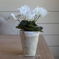 White Potted Cyclamen