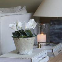 White Potted Cyclamen