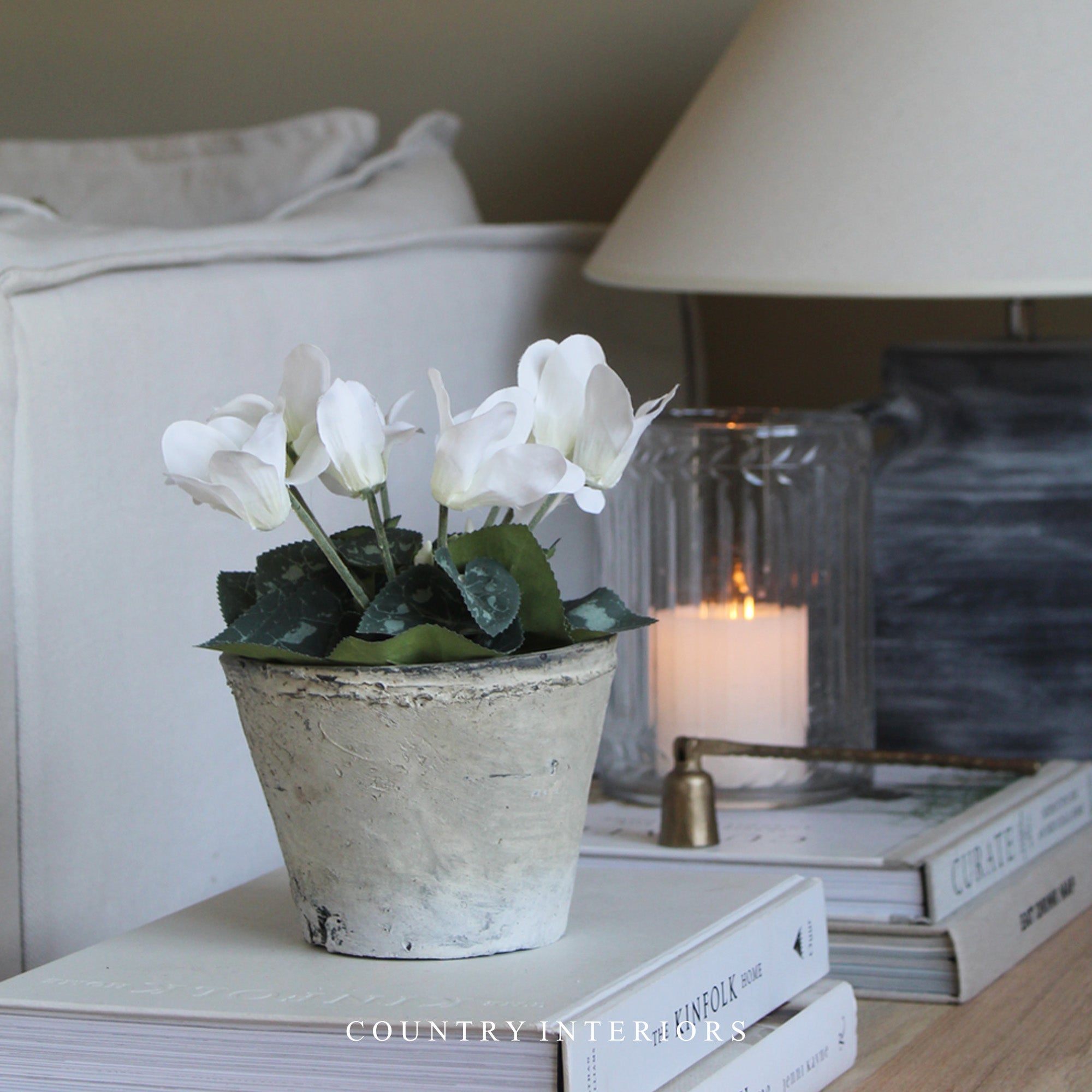 White Potted Cyclamen