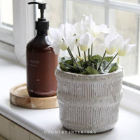 White Potted Cyclamen
