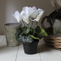 White Potted Cyclamen