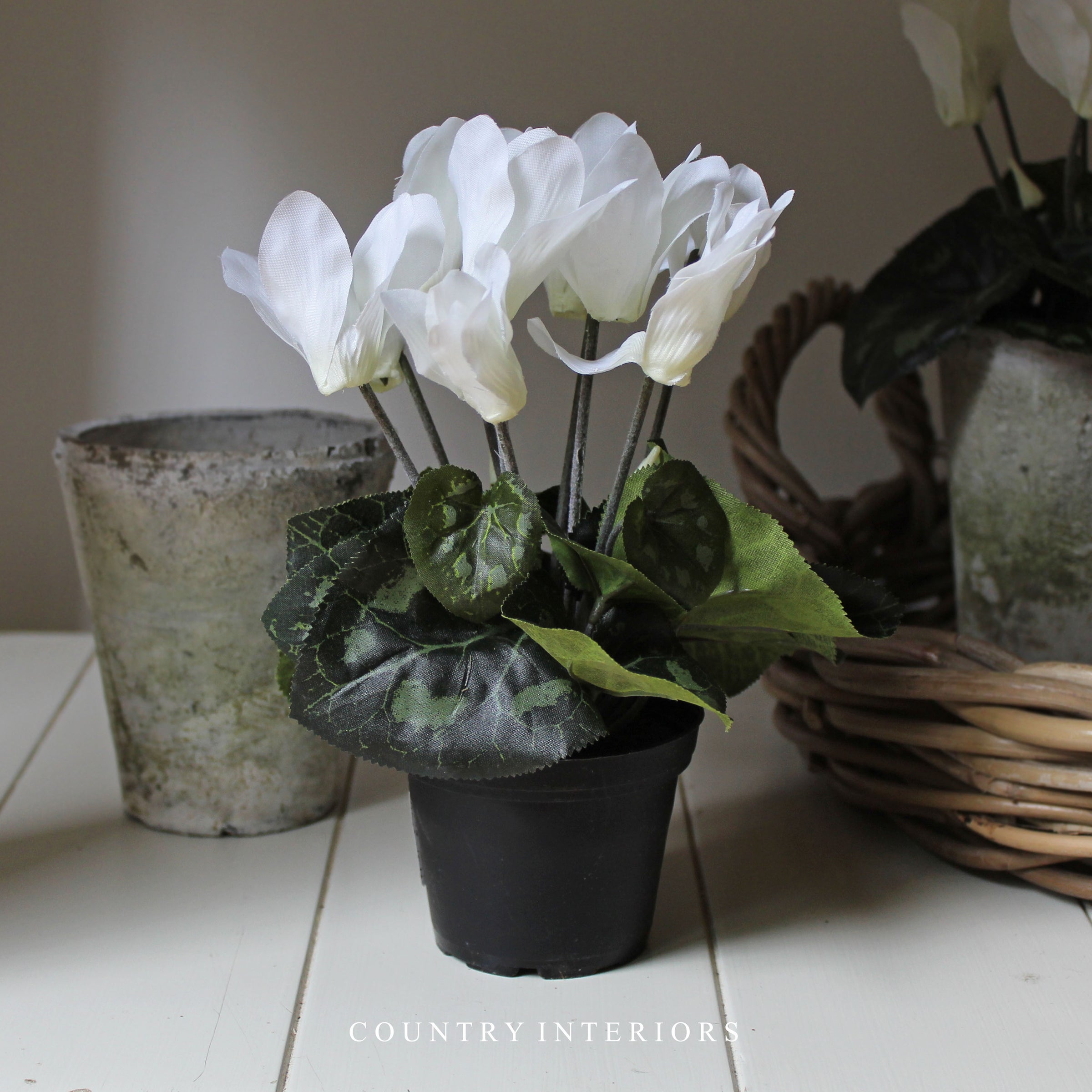 White Potted Cyclamen