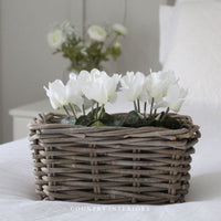White Potted Cyclamen