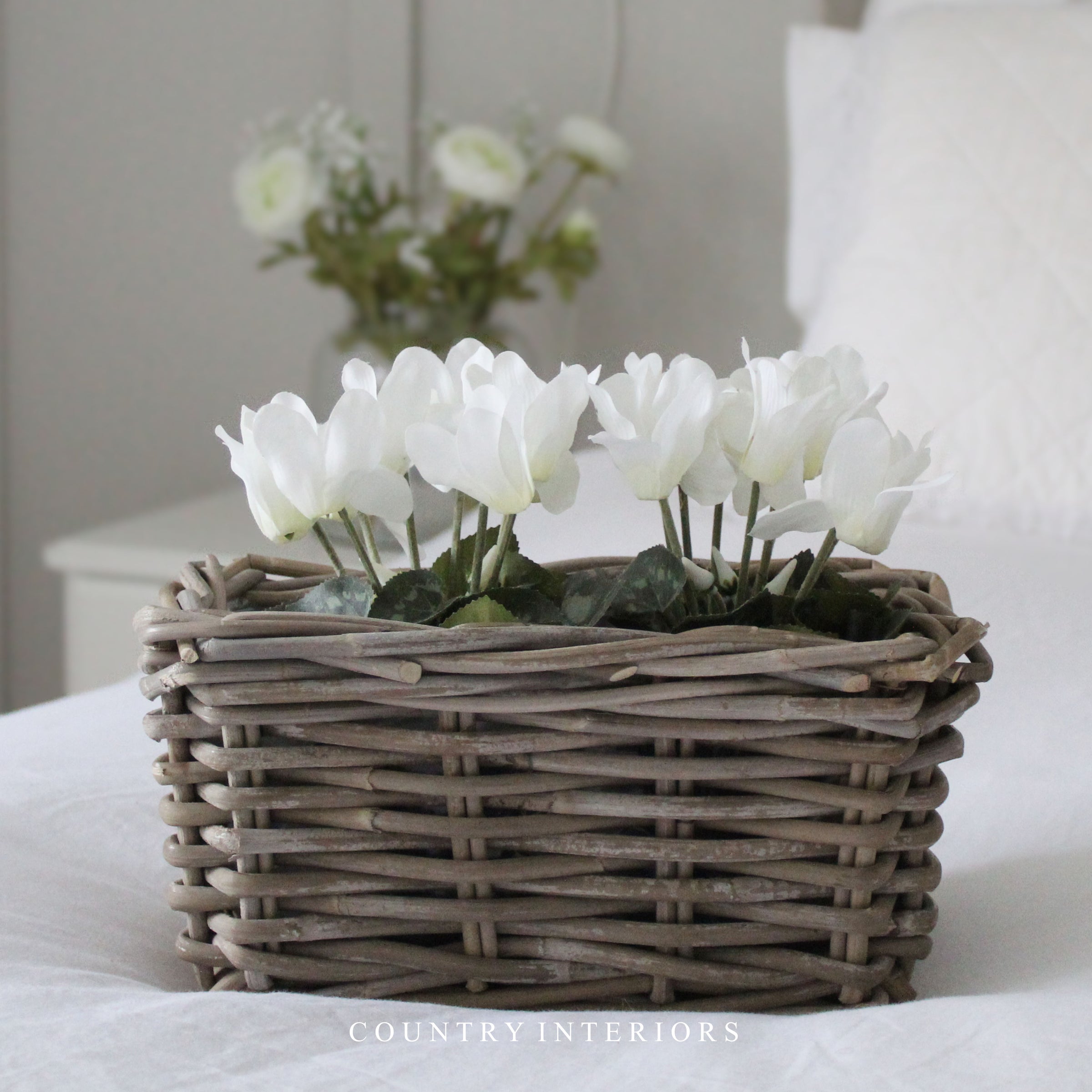 White Potted Cyclamen