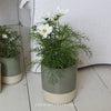 Compton Pot - Two Sizes