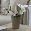 White Potted Hellebore