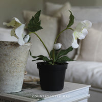 White Potted Hellebore