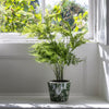 Potted Asparagus Fern - 56cm