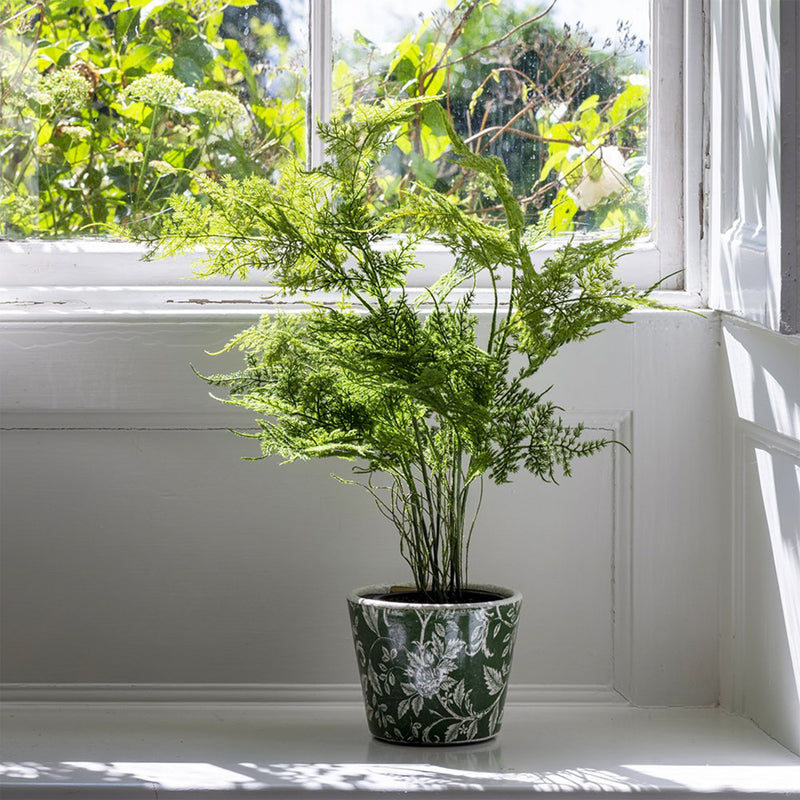 Potted Asparagus Fern - 56cm