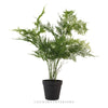 Potted Asparagus Fern - 56cm