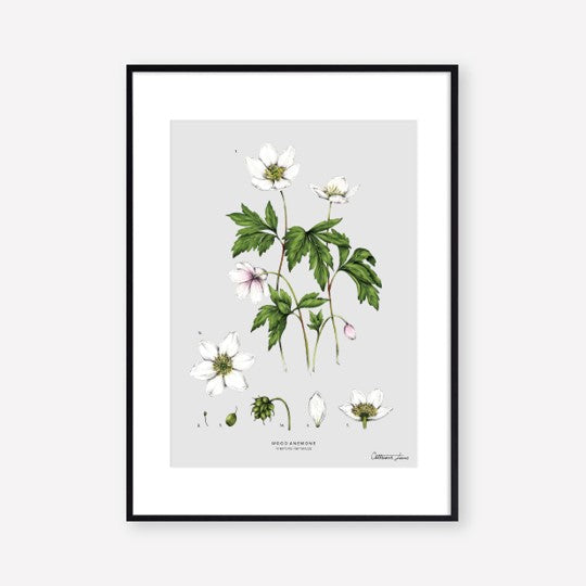 Anemone Botanical Floral Print - A4