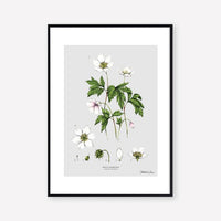Anemone Botanical Floral Print - A4