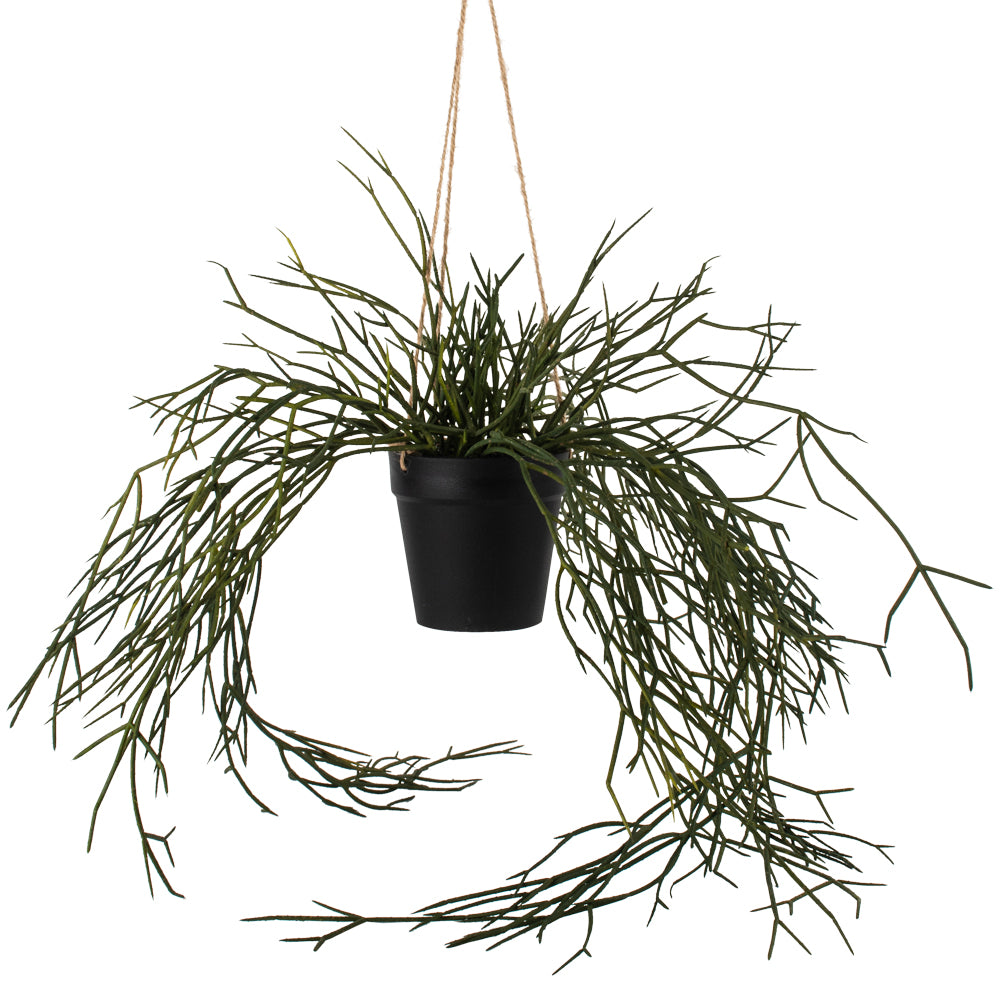 Hanging Grass in Pot
