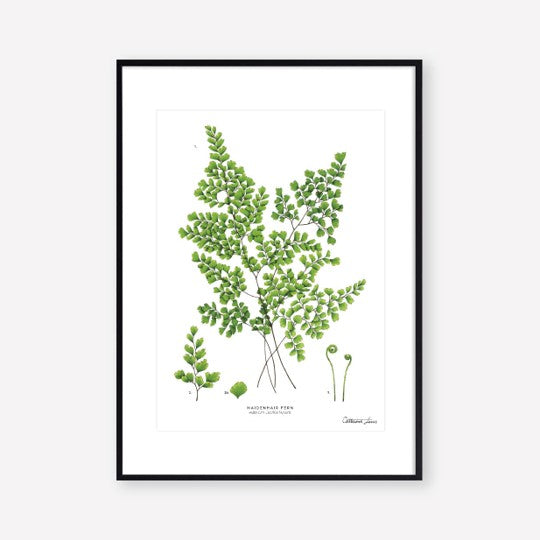 Fern Botanical Print - A4
