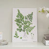 Fern Botanical Print - A4