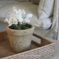 White Potted Cyclamen