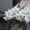 White Magnolia Stem - 40cm