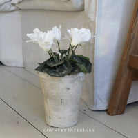 White Potted Cyclamen