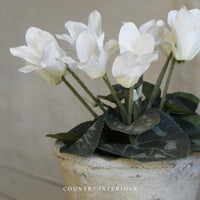 White Potted Cyclamen