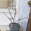 Willow Spray - 85cm