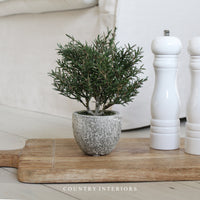 Mini Potted Rosemary in Clay Pot