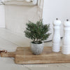 Mini Potted Rosemary in Clay Pot