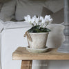 White Potted Cyclamen