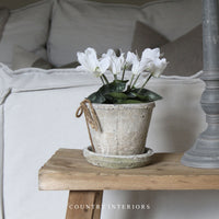 White Potted Cyclamen