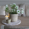 Faux Nigella Spray White - 65cm